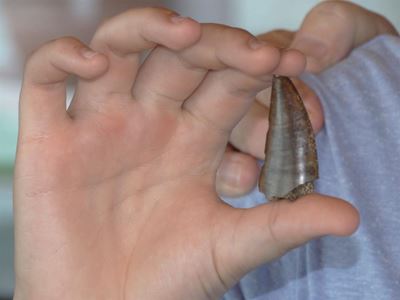 International eyes on dinosaur tooth
