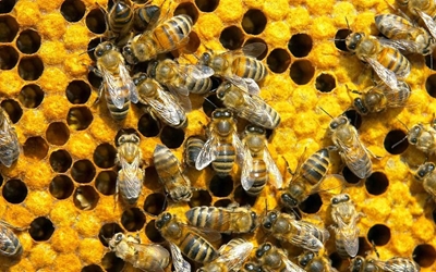 Man critical after more than 100 bee stings