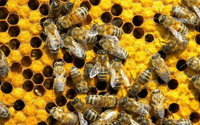 Man critical after more than 100 bee stings