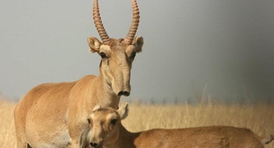 Endangered antelope 'may be wiped out'