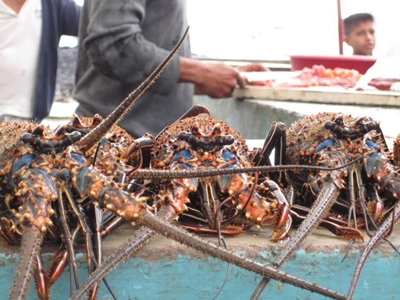 Lobster crash erodes West Coast way of life