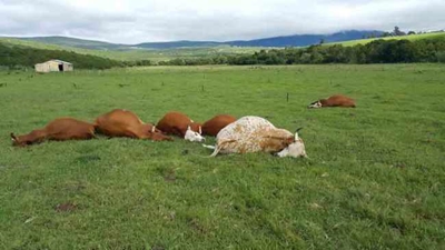 Farmer wants Eskom to pay for electrocuted cattle