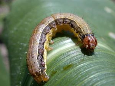 Leaders meet to tackle armyworm invasion