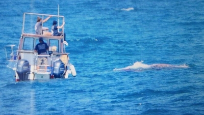 Opvolg: Punt-walvis word gemonitor