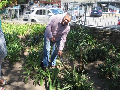 Historic tree planting in Knysna