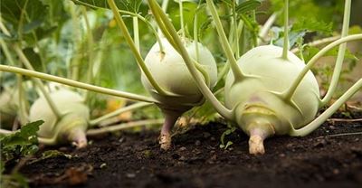 How tiny microbes are revolutionising big agriculture