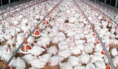 Chicken dumping: What you should know