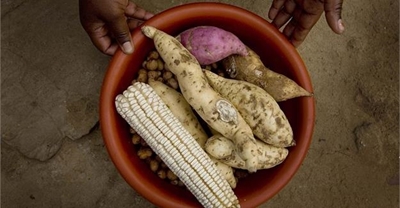 Global future food security in jeopardy warns FAO report