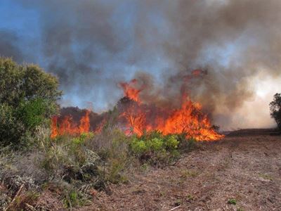 Controlled fire along Brenton road