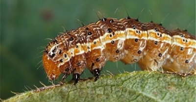 Farmers call for urgent action to help control Fall armyworm