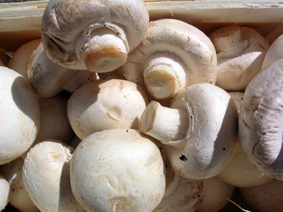 R11,3 million mushroom project launched in Ghana