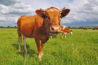 Farms fight infectious disease