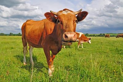 Farms fight infectious disease
