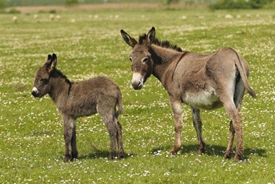 Donkey skins and carcasses found on farmer's property