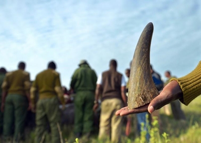 Legal trade in rhino horn still on the cards