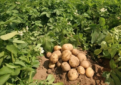 Fall armyworm spreads to Mpumalanga potato crops