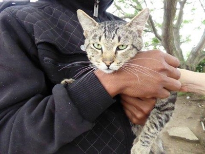 Volunteers passionate about cats