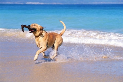 Dog walking: Get your SANParks guide
