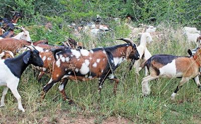 Goat health management: All you need to know