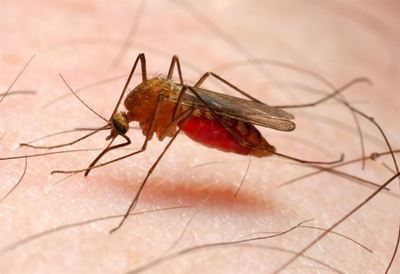 'No malaria outbreak in SA'
