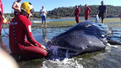 Whale shark beaches in Knysna