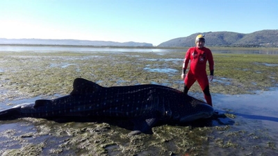 Update: Whale shark beaches