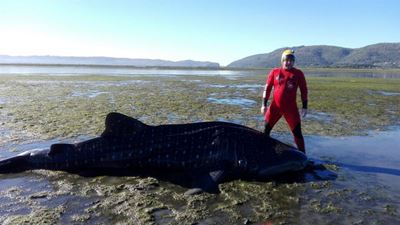 Update: Whale shark beaches