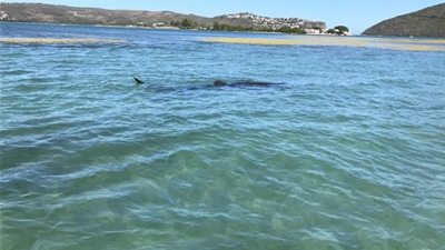 Knysna whale shark still alive