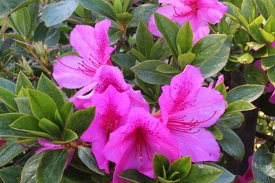 Enviro Monday: 10 plants that clean the indoor air in your environment