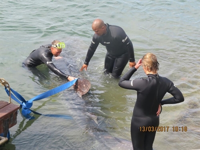 Knysna whale shark: Help called in