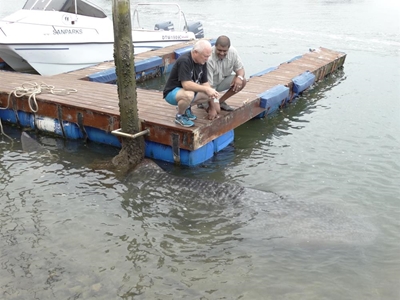 Knysna whale shark dies