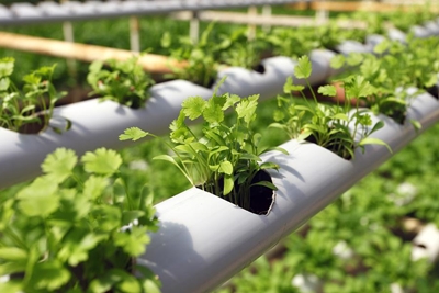 Hydroponics: Planning your project