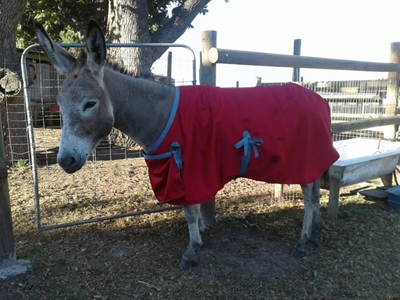 Donkey stabbed 12 times