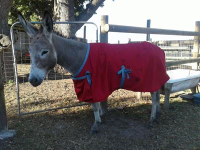 Donkey stabbed 12 times
