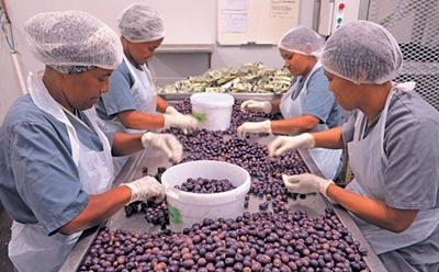 Darling’s 150 000 kg per year olive processing success story