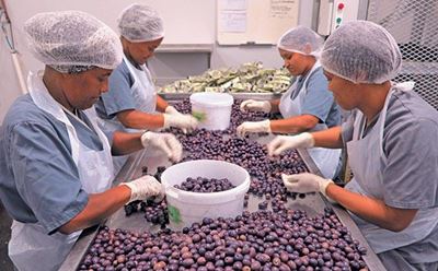 Darling’s 150 000 kg per year olive processing success story