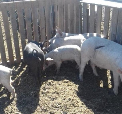 Man arrested for mutilating pigs