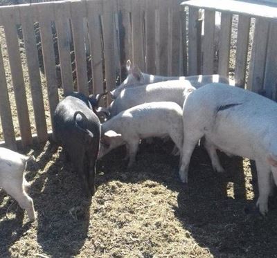 Man arrested for mutilating pigs