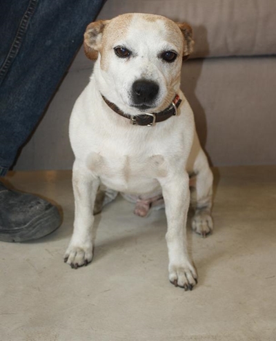 Gesteelde Jack Russel gevind