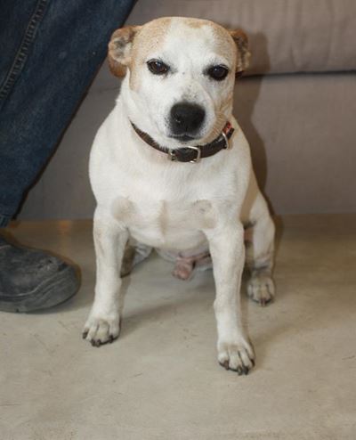 Gesteelde Jack Russel gevind