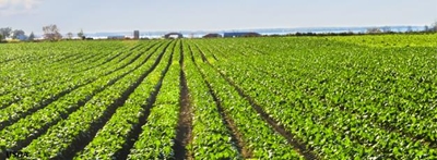Wealthy black buyers scoop up farms