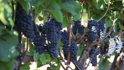 Excellent brandy grape harvest despite drought