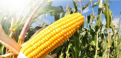 SA could see best maize harvest since 1980