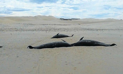 Nature will be left to deal with dead dolphins