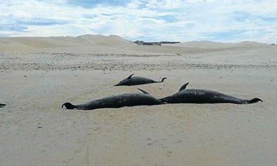 Nature will be left to deal with dead dolphins