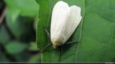 How to spray for whitefly