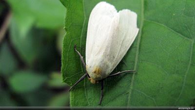 How to spray for whitefly