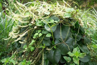 Madeira vine threat to land and water
