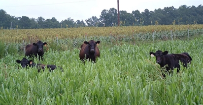 Small, medium farms essential for quality global food supply
