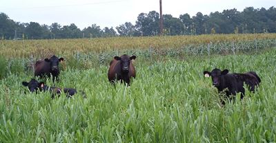 Small, medium farms essential for quality global food supply